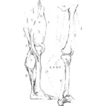 建设性的绘图的人体腿部解剖